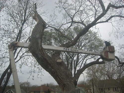 Tree Cutting Service Salford