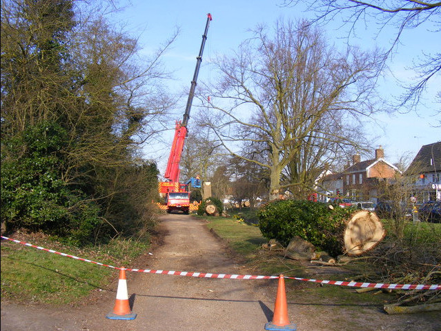 Tree Removal Salford